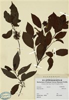 藏品(臺灣山桂花)的圖片